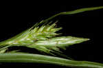 Asian shortstem sedge